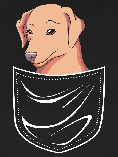 Chesapeake Bay Retriever