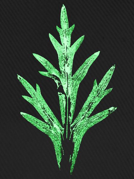 Blatt / Rittersporn - Garten & Natur