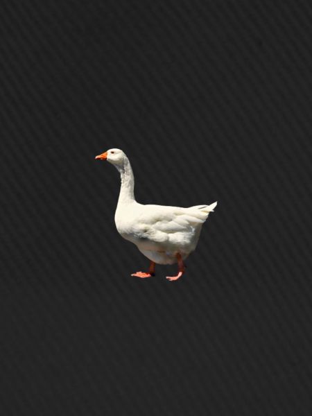 Gans