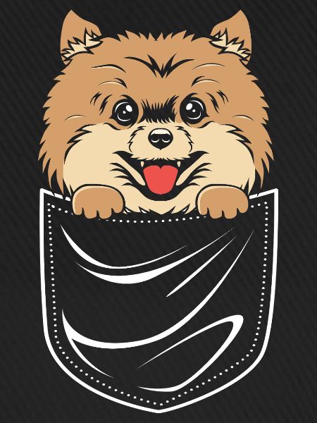 Pomeranian Zwergspitz Hund