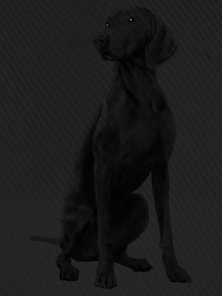 Sitzender Weimaraner Hund