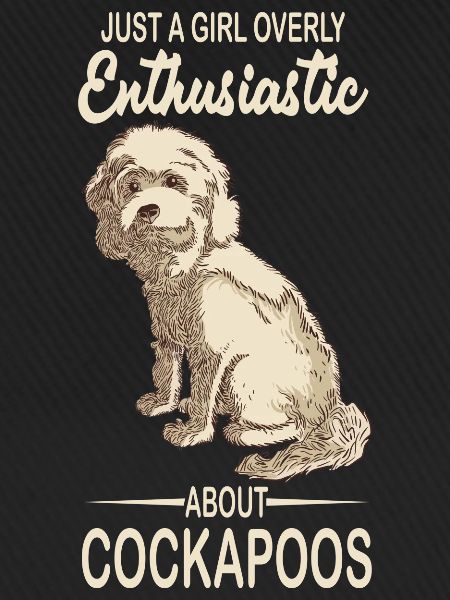 Cockapoo
