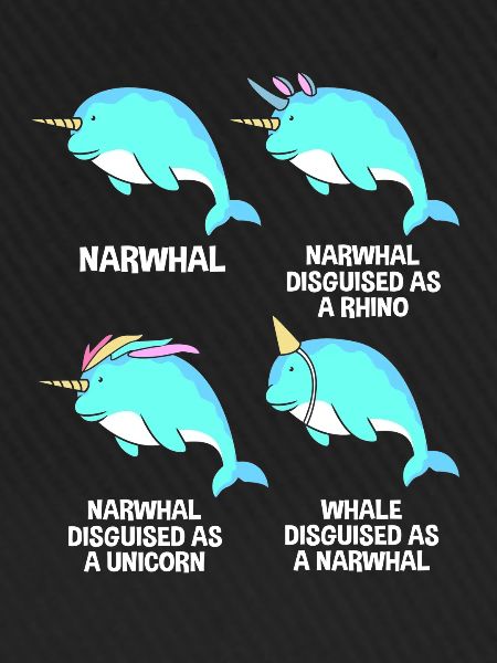 Narwal