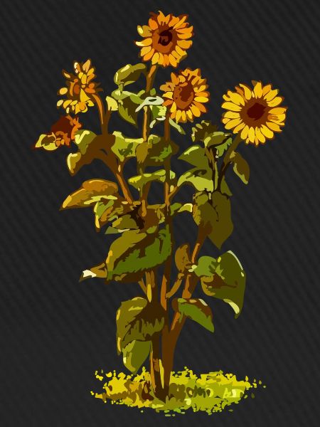 Sonnenblume
