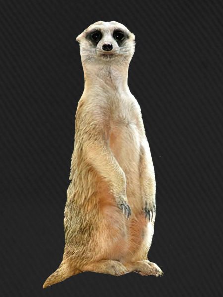 Erdmännchen