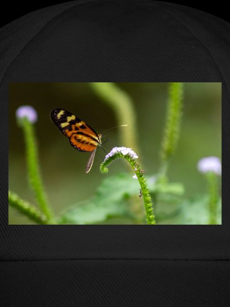 Schmetterling