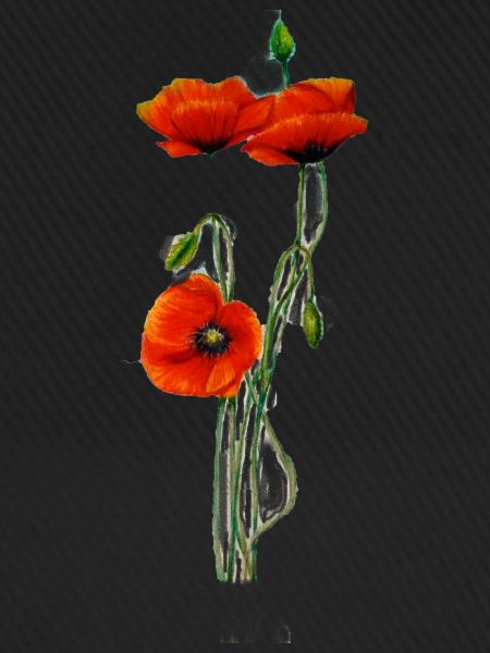 mohnblume
