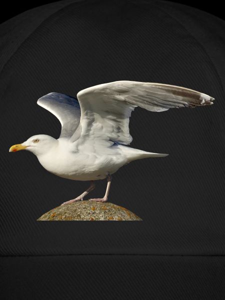 seagull gull moewe2