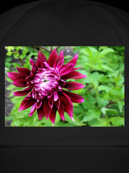 Dahlie, Blume, Blüte rot