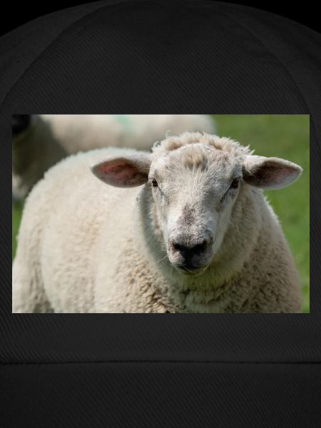 Nahaufnahme eines Schafes