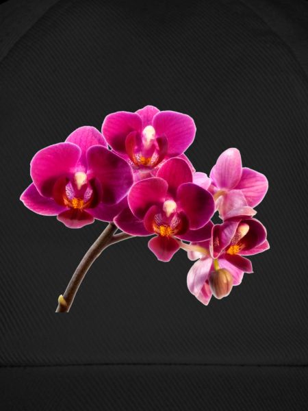 Orchidee Dunkellila