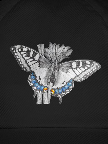 Schwalbenschwanz - Schmetterling