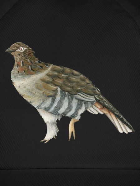 Rauhfußhuhn