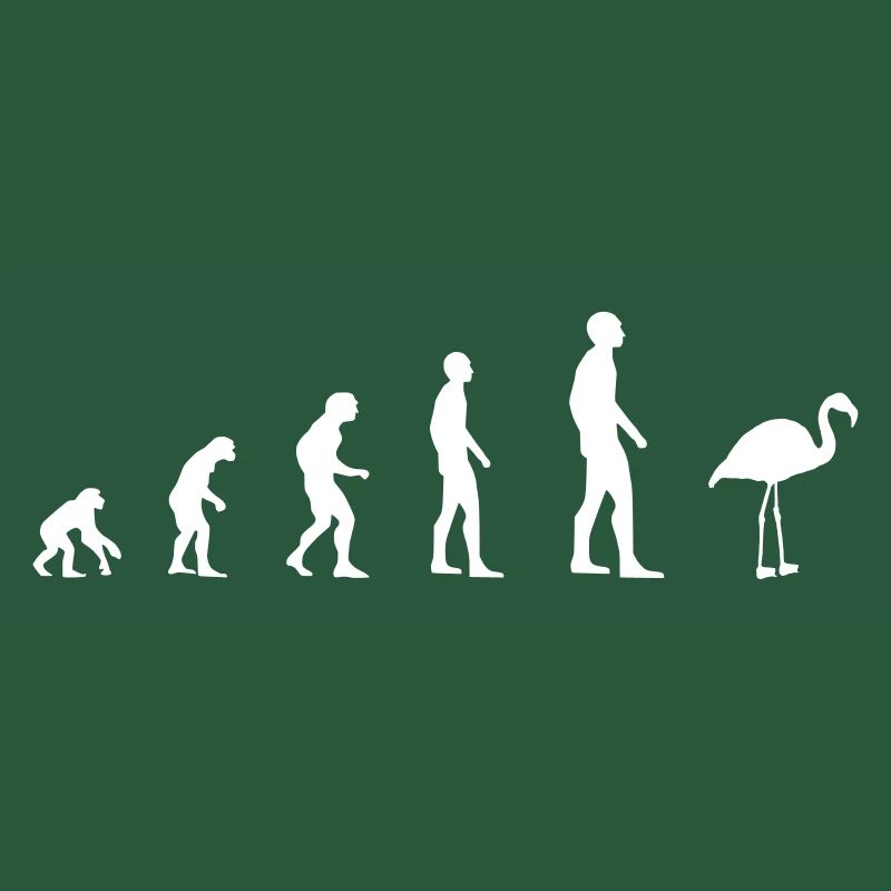 Flamingo - Evolution