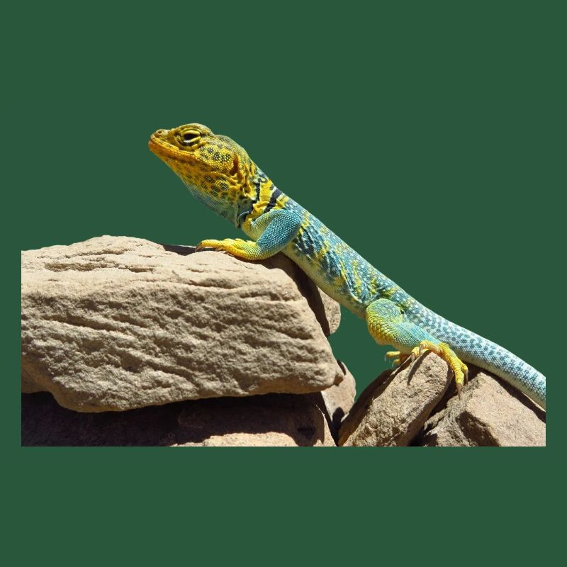 gecko lizard echse eidechse