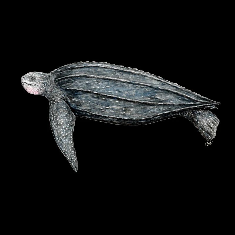 Luth Tortue tortue Luth Luth tortue luth