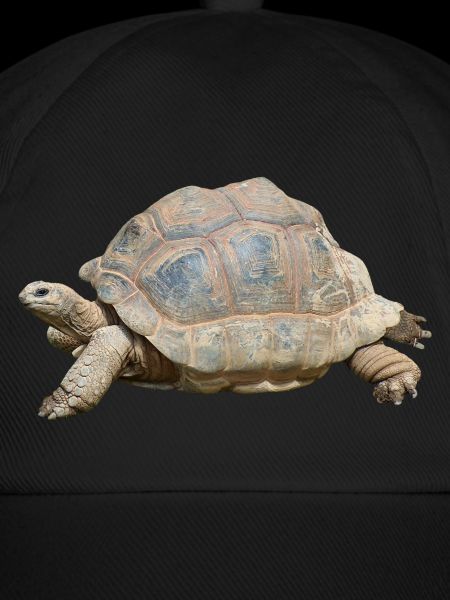 turtle schilkroete