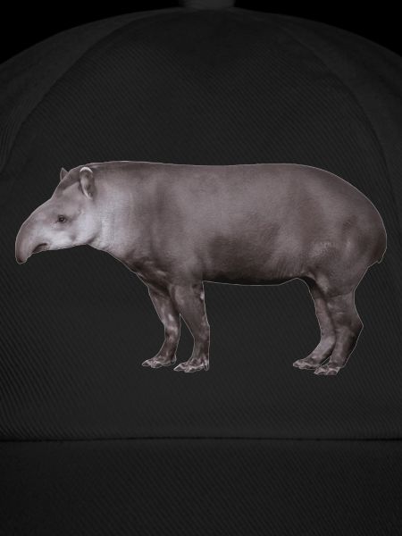 Der Tapir, Schwein oder Elefant?