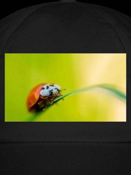 coccinelle