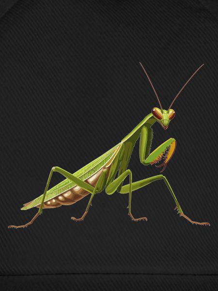 Praying mantises Praying mantis