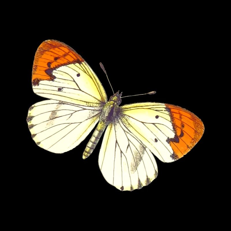 papillon