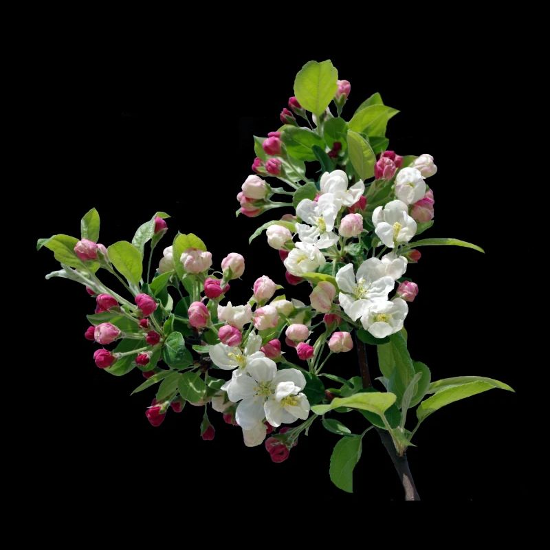 Frühling Apfelblüte