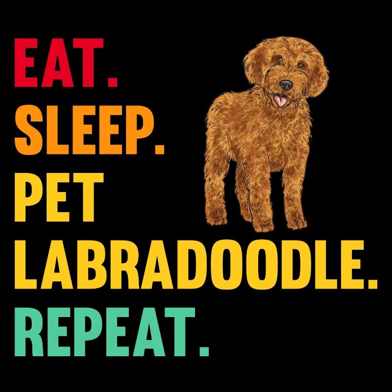 Labradoodle Hund