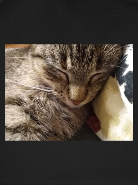 cat, kitten, kitty