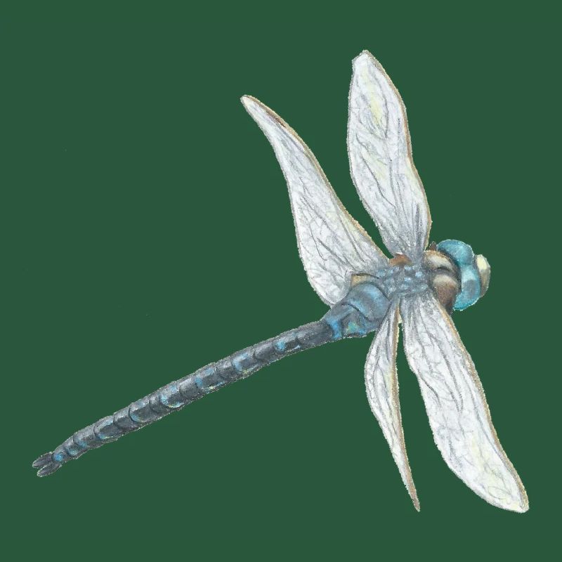 Illustration de libellule sarcelle
