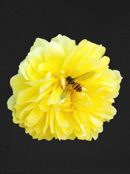 Yellow_Rose_-_Bee_Nature_Photography