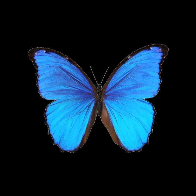 Papillon bleu
