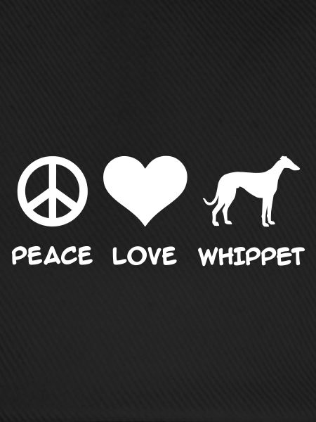 Whippet