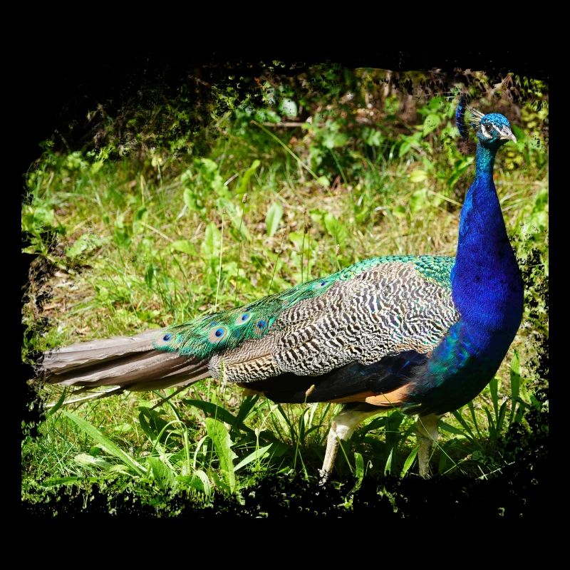 The peacock is originally from India