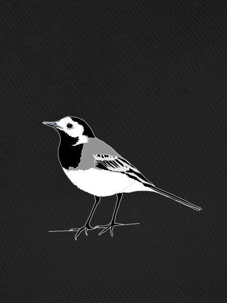 Wagtail