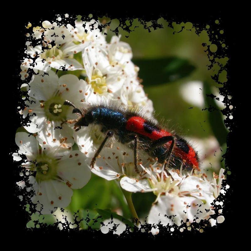 The bee beetle or beewolf is a predatory insect