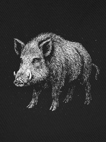 Wild boar