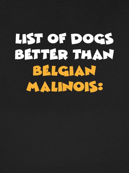 Belgian Malinois