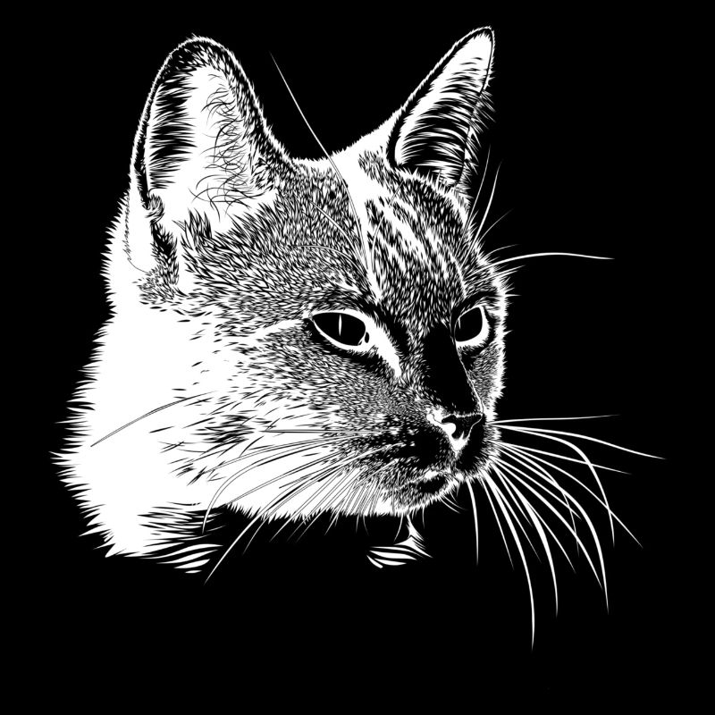 Chat (chat)