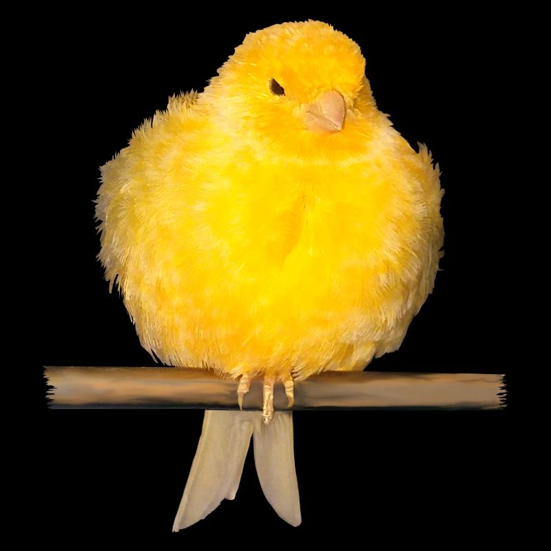 cute canary with yellow feathers