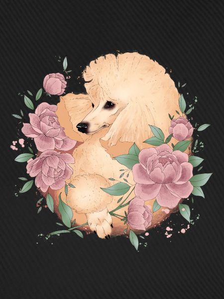 poodle apricot