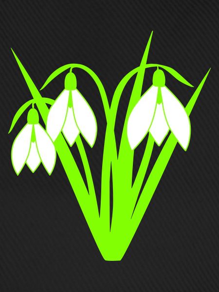 Snowdrops