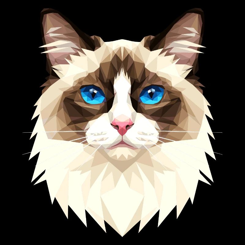 Ragdoll Chat Ragdoll Chat Mignons Chats Ragdoll