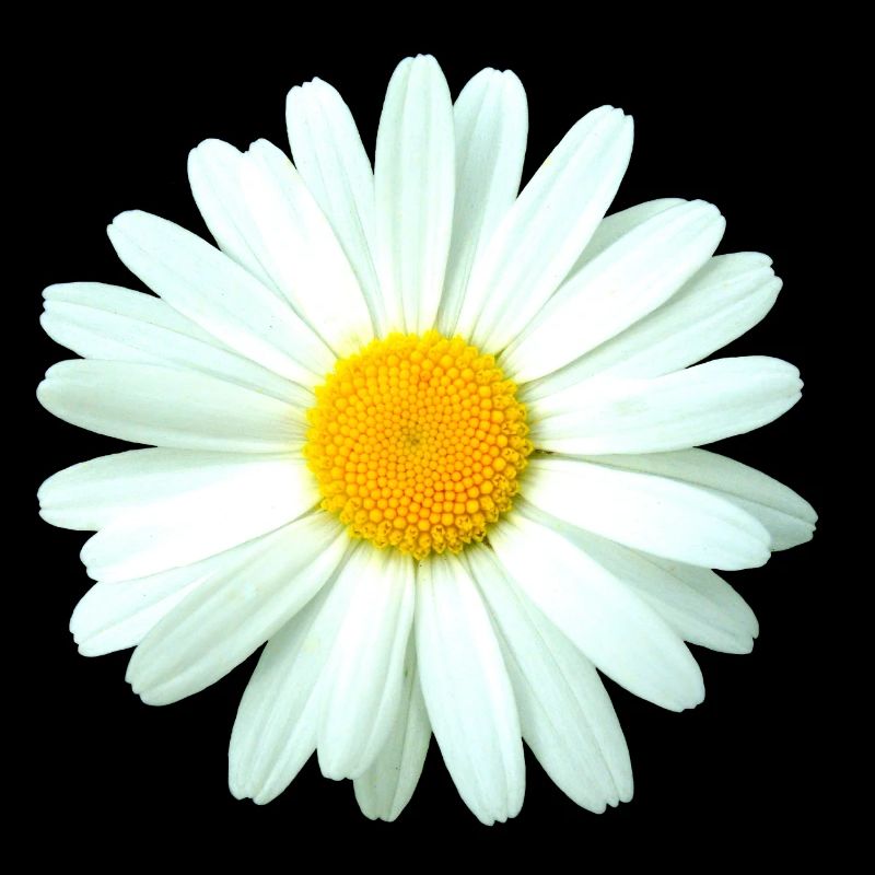 Marguerite
