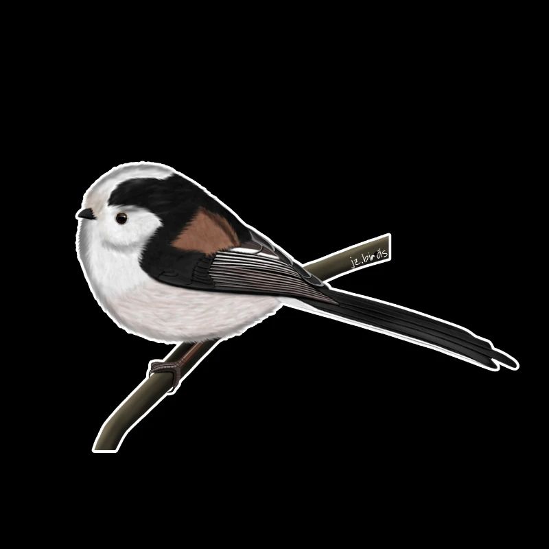 jz.birds conception d'oiseau à mésange à longue queue