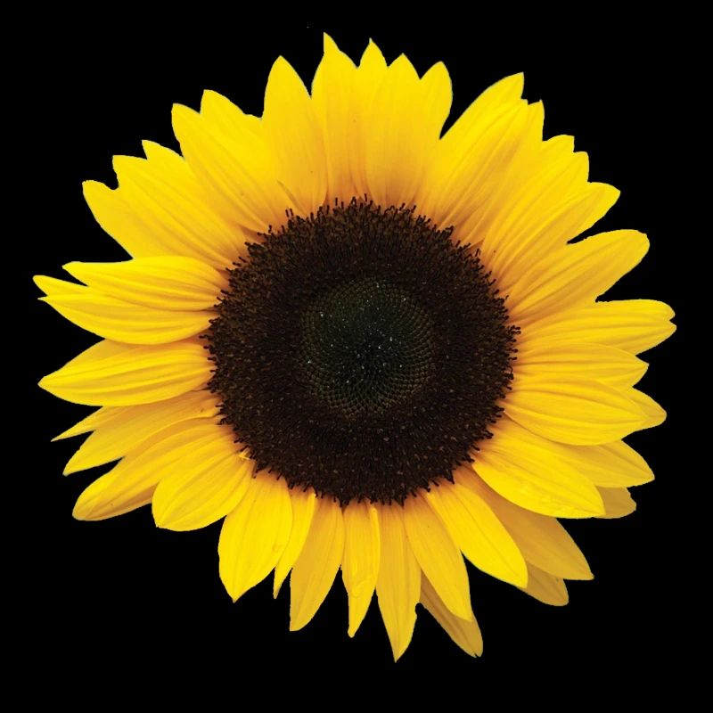 Sonnenblume