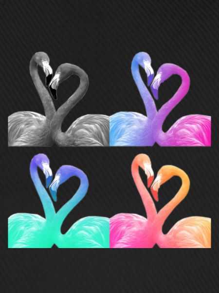 Flamants roses