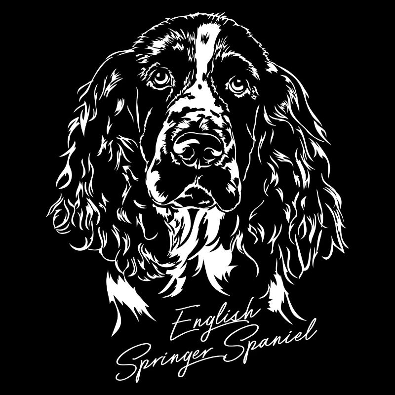 ANGLAIS springer spaniel