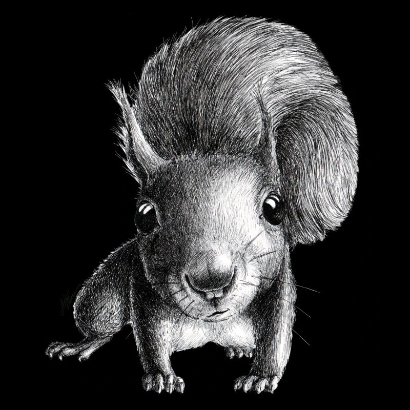 Eichhörnchen