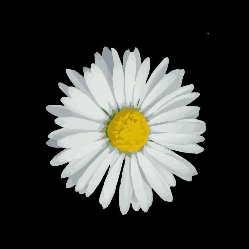 Gänseblümchen