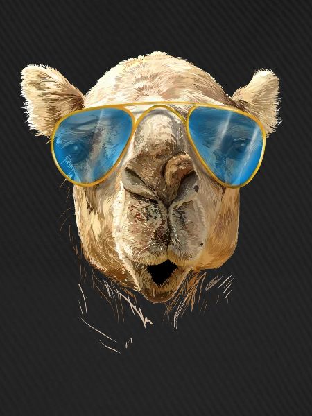 Camel with sunglasses